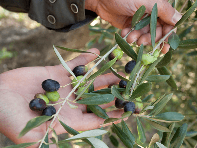 Fratelli Carli S.p.A.